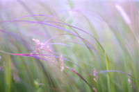 Prairie Grasses
