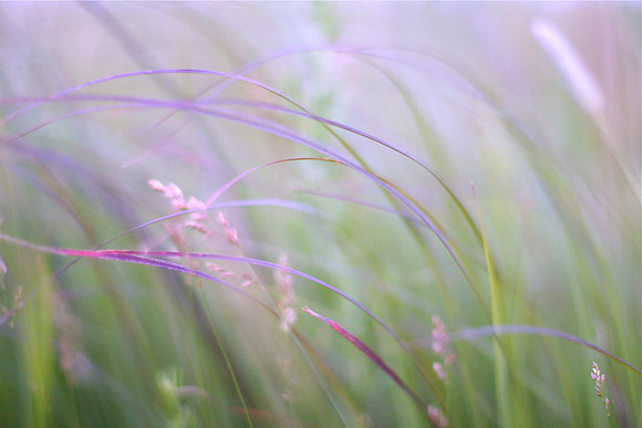 Prairie Grasses