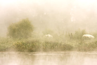 Morning Reverie