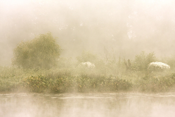 Morning Reverie
