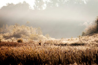 Cat Tails and Red Wings