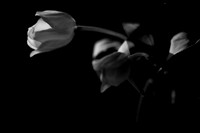 Black and White