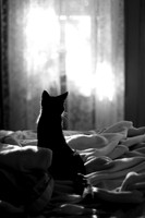 Good Morning Sunshine