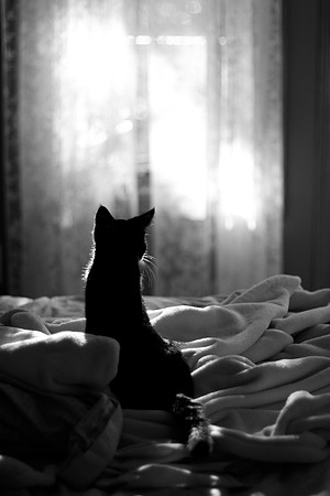 Good Morning Sunshine