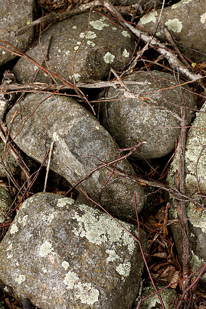 Birch Twigs and Lichen