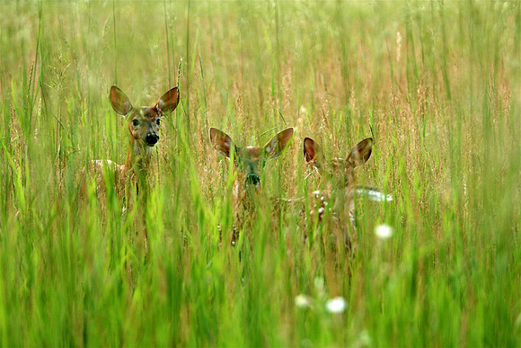 Three Little Dears